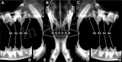 The Diagnostic Yield of Dental Radiography and Cone-Beam Computed Tomography for the Identification of Dentoalveolar Lesions in Cats